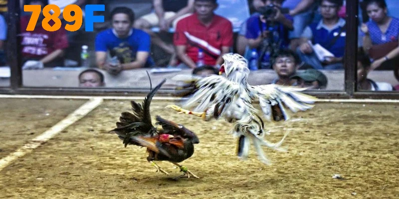 3 hình thức chọi kê hấp dẫn