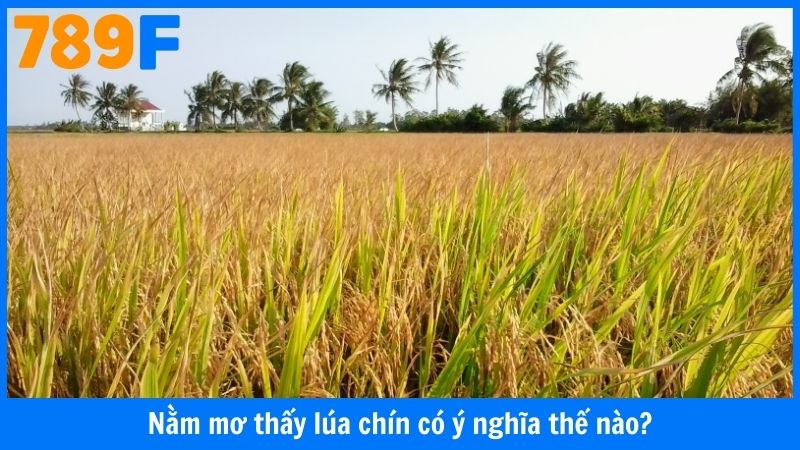 Nằm mơ thấy lúa chín có ý nghĩa thế nào?