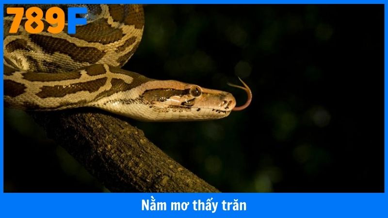 Nằm Mơ Thấy Trăn