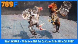 Sảnh WS168 - Tinh Hoa Giải Trí Cá Cược Trên Nhà Cái 789F